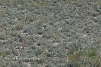 Ащисайская степь (участок госзаповедника «Оренбургский»)