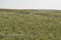 Ащисайская степь (участок госзаповедника «Оренбургский»)