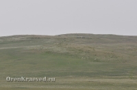 Ащисайская степь (участок госзаповедника «Оренбургский»)
