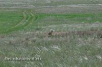 Ащисайская степь (участок госзаповедника «Оренбургский»)