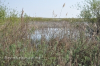 Ащисайская степь (участок госзаповедника «Оренбургский»)