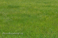 Ащисайская степь (участок госзаповедника «Оренбургский»)