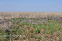 Ащисайская степь (участок госзаповедника «Оренбургский»)