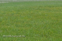 Ащисайская степь (участок госзаповедника «Оренбургский»)