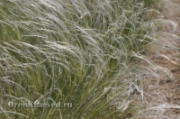 Ащисайская степь (участок госзаповедника «Оренбургский»)