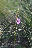 Ащисайская степь (участок госзаповедника «Оренбургский»)
