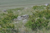 Ащисайская степь (участок госзаповедника «Оренбургский»)