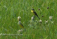 Ащисайская степь (участок госзаповедника «Оренбургский»)