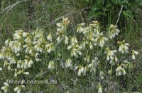 Ащисайская степь (участок госзаповедника «Оренбургский»)