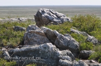 Ащисайская степь (участок госзаповедника «Оренбургский»)