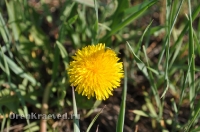 Ащисайская степь (участок госзаповедника «Оренбургский»)