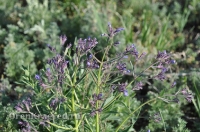 Ащисайская степь (участок госзаповедника «Оренбургский»)