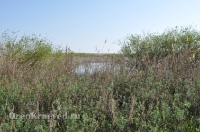 Ащисайская степь (участок госзаповедника «Оренбургский»)