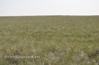 Ащисайская степь (участок госзаповедника «Оренбургский»)