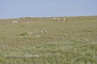 Ащисайская степь (участок госзаповедника «Оренбургский»)