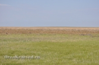 Ащисайская степь (участок госзаповедника «Оренбургский»)
