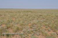 Ащисайская степь (участок госзаповедника «Оренбургский»)