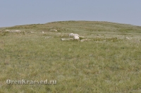 Ащисайская степь (участок госзаповедника «Оренбургский»)