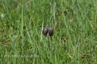 Ащисайская степь (участок госзаповедника «Оренбургский»)