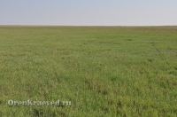 Ащисайская степь (участок госзаповедника «Оренбургский»)