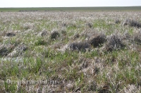 Ащисайская степь (участок госзаповедника «Оренбургский»)