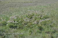 Ащисайская степь (участок госзаповедника «Оренбургский»)