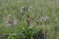 Ащисайская степь (участок госзаповедника «Оренбургский»)