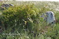 Ащисайская степь (участок госзаповедника «Оренбургский»)