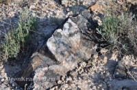 Ащисайская степь (участок госзаповедника «Оренбургский»)