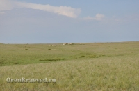 Ащисайская степь (участок госзаповедника «Оренбургский»)