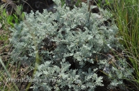 Ащисайская степь (участок госзаповедника «Оренбургский»)