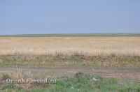 Ащисайская степь (участок госзаповедника «Оренбургский»)
