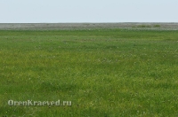 Ащисайская степь (участок госзаповедника «Оренбургский»)