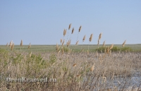 Ащисайская степь (участок госзаповедника «Оренбургский»)