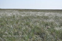 Ащисайская степь (участок госзаповедника «Оренбургский»)