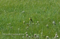 Ащисайская степь (участок госзаповедника «Оренбургский»)