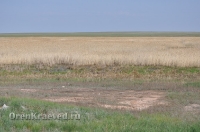 Ащисайская степь (участок госзаповедника «Оренбургский»)