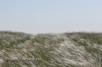 Ащисайская степь (участок госзаповедника «Оренбургский»)