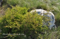 Ащисайская степь (участок госзаповедника «Оренбургский»)