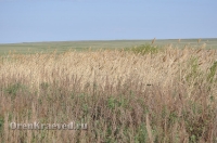 Ащисайская степь (участок госзаповедника «Оренбургский»)