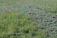 Ащисайская степь (участок госзаповедника «Оренбургский»)