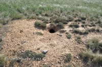 Ащисайская степь (участок госзаповедника «Оренбургский»)