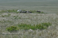 Ащисайская степь (участок госзаповедника «Оренбургский»)