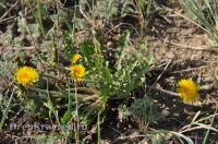 Ащисайская степь (участок госзаповедника «Оренбургский»)