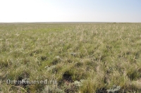 Ащисайская степь (участок госзаповедника «Оренбургский»)