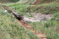 Ащисайский пруд. Июнь 2025 года