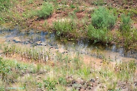 Ащисайский пруд. Июнь 2025 года