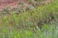 Ащисайский пруд. Июнь 2025 года