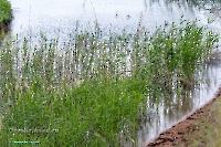 Ащисайский пруд. Июнь 2025 года