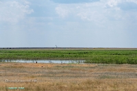 Озеро Коскуль (восточное). Июнь 2025 года